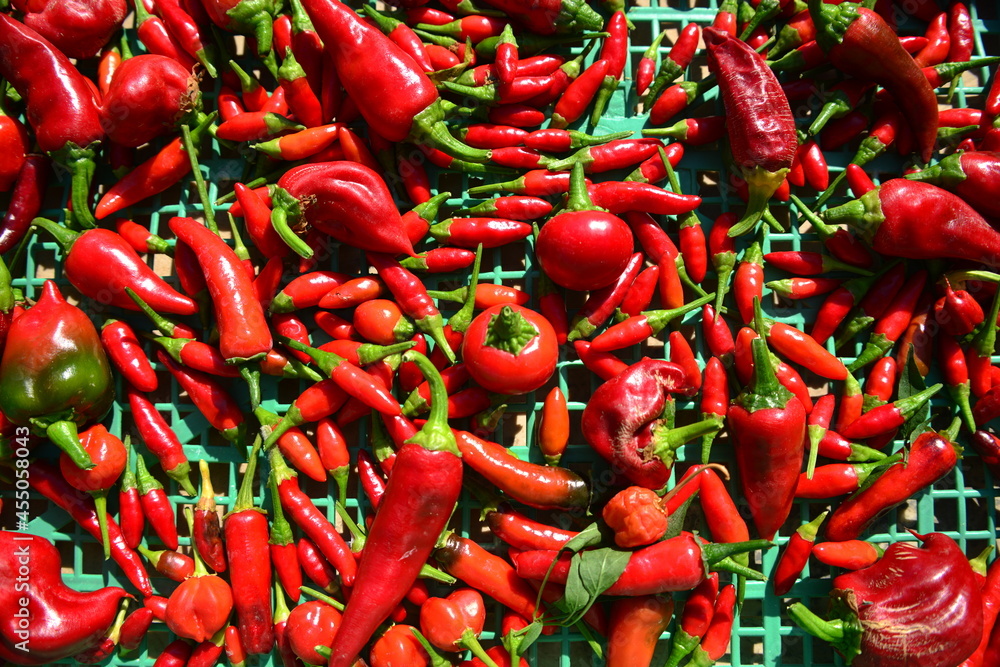 
Chilli is the common name given to the berry obtained from some spicy varieties of the Capsicum genus of plants used mainly as a condiment