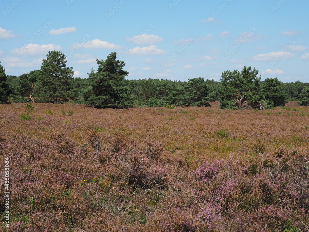 Die Mehlinger Heide bei der pfälzischen Ortschaft Mehlingen ist die größte Heide Süddeutschlands Die Mehlinger Heide bei der pfälzischen Ortschaft Mehlingen ist die größte Heide Süddeutschlands