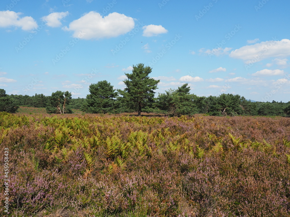 Die Mehlinger Heide bei der pfälzischen Ortschaft Mehlingen ist die größte Heide Süddeutschlands