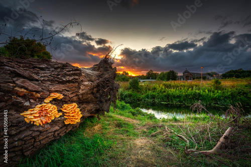 Beautiful sunset over the settlement of Trade Factory in Pruszcz Gdanski, Poland. photo