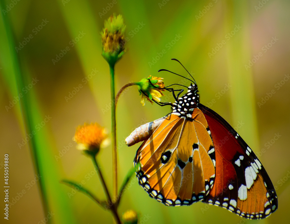 Fototapeta premium gorgeous butterfly on flower