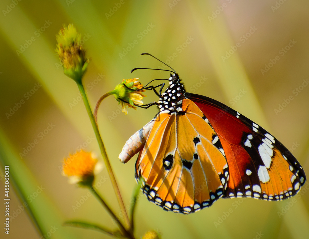 Fototapeta premium beautiful butterfly on flower