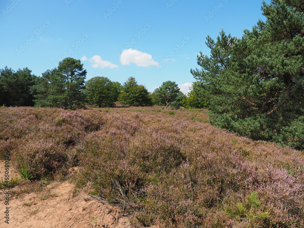 Die Mehlinger Heide bei der pfälzischen Ortschaft Mehlingen ist die größte Heide Süddeutschlands Die Mehlinger Heide bei der pfälzischen Ortschaft Mehlingen ist die größte Heide Süddeutschlands