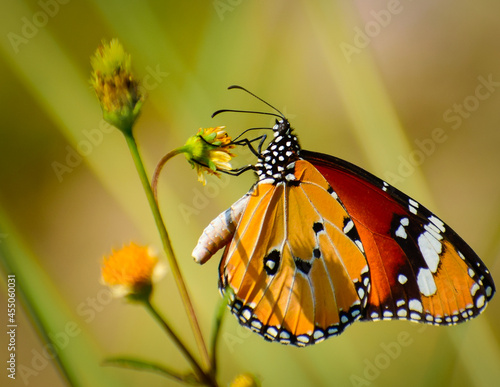 beautiful butterfly on flower