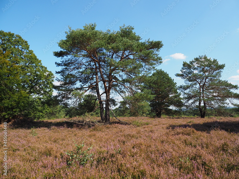 Die Mehlinger Heide bei der pfälzischen Ortschaft Mehlingen ist die größte Heide Süddeutschlands Die Mehlinger Heide bei der pfälzischen Ortschaft Mehlingen ist die größte Heide Süddeutschlands