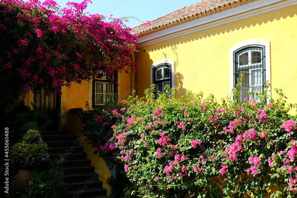 Portugal Lisbon - House facade with Bougainvillea flower