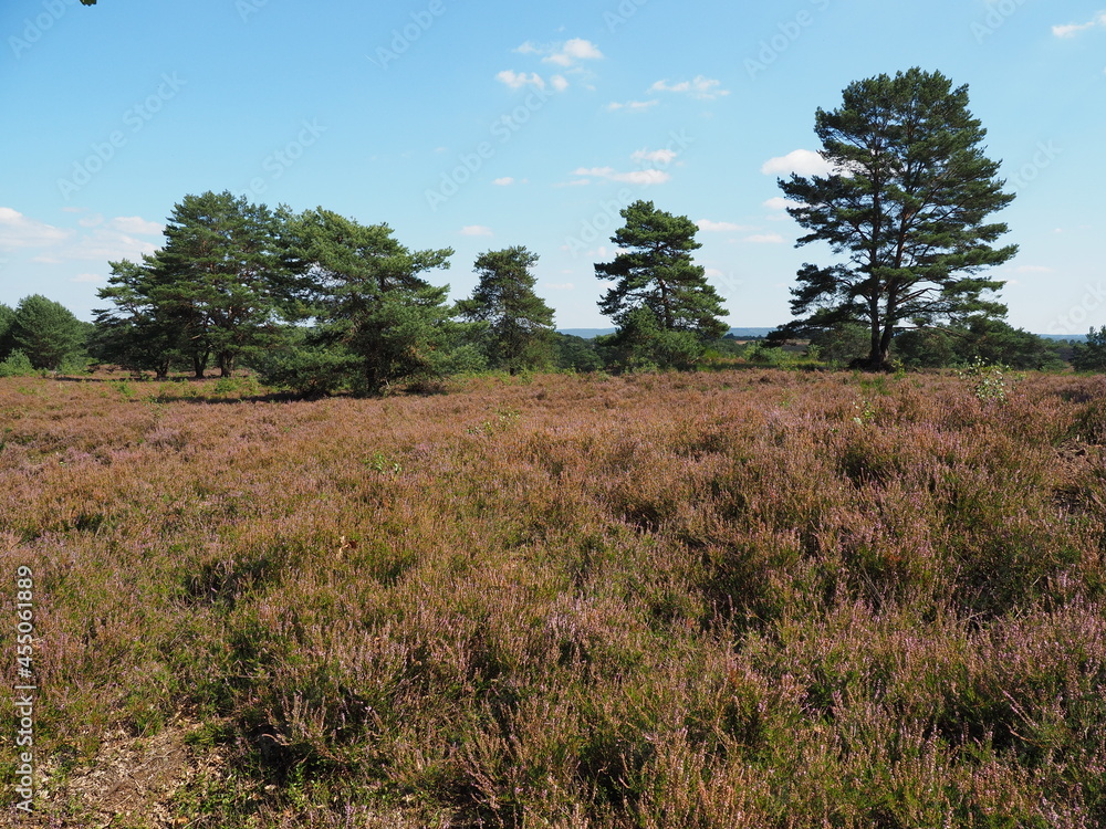 Die Mehlinger Heide bei der pfälzischen Ortschaft Mehlingen ist die größte Heide Süddeutschlands Die Mehlinger Heide bei der pfälzischen Ortschaft Mehlingen ist die größte Heide Süddeutschlands