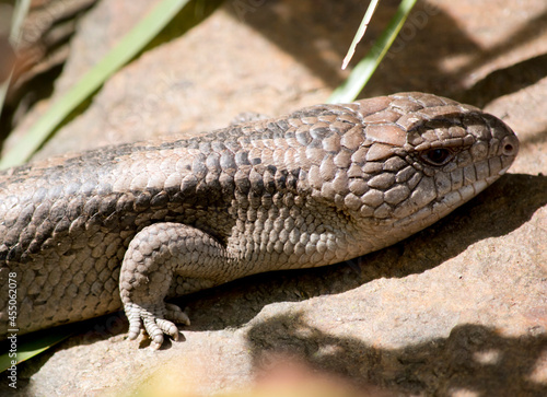 this is a side view of a blue tongue lizard