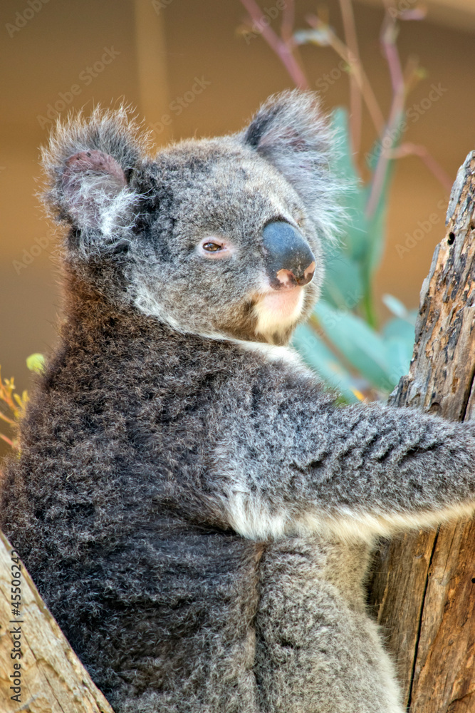 Fototapeta premium this is a close up of a koala