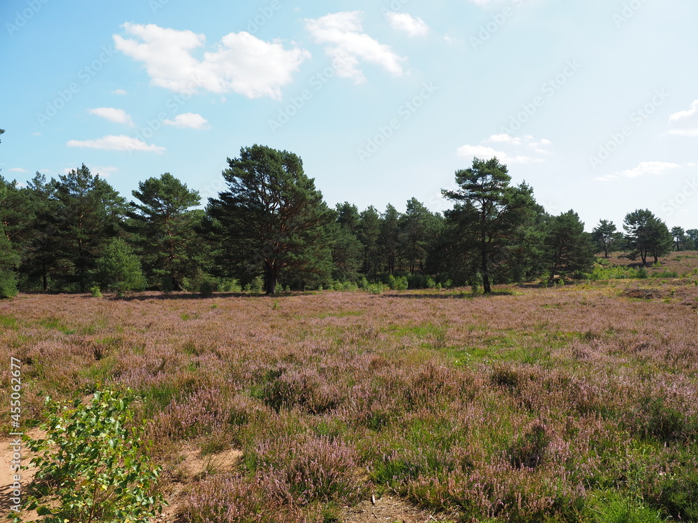 Die Mehlinger Heide bei der pfälzischen Ortschaft Mehlingen ist die größte Heide Süddeutschlands Die Mehlinger Heide bei der pfälzischen Ortschaft Mehlingen ist die größte Heide Süddeutschlands