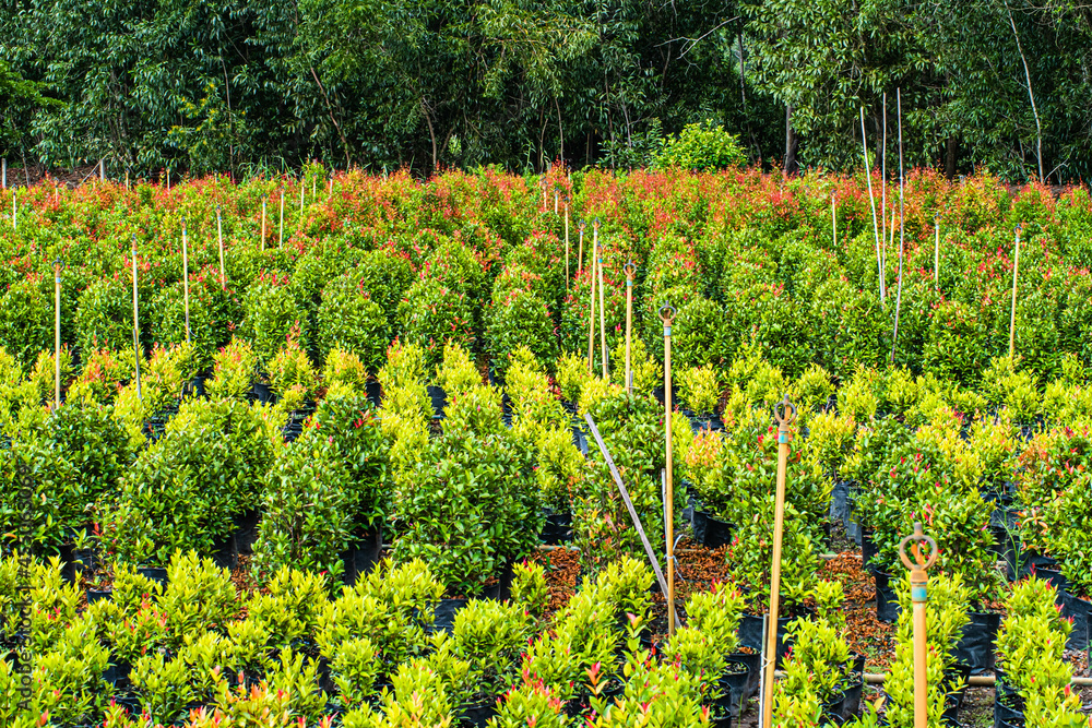 landscape of farm and Garden a row of plants .