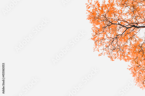 Autumn background with golden maple and oak leaves.  background with red, orange, brown and yellow falling autumn leaves