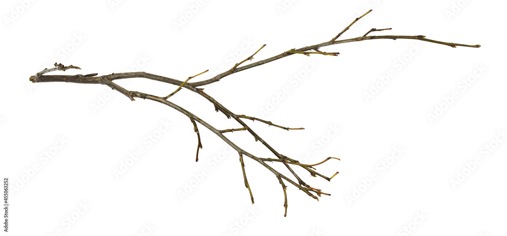 Dry twig isolated Dry twig isolated