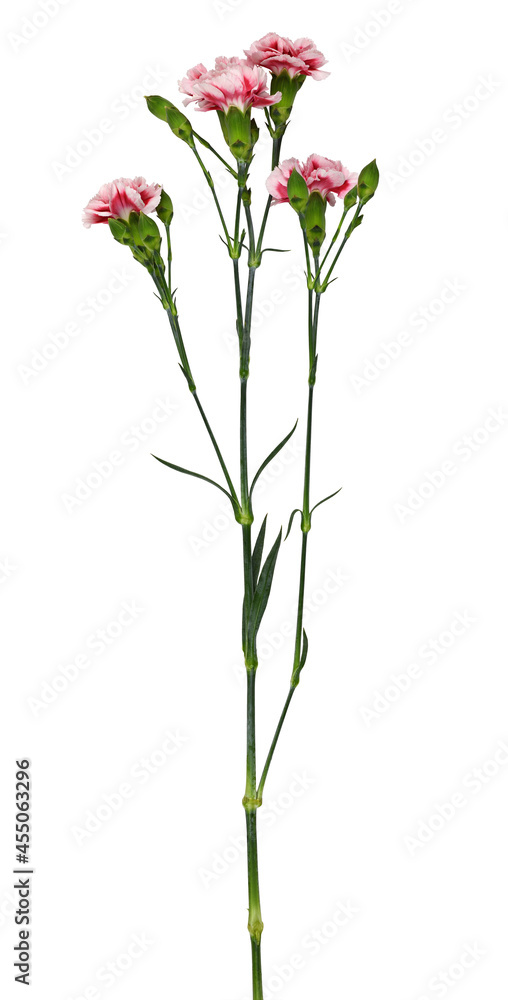 Twig of red and white carnation flowers with green buds and leaves isolated Twig of red and white carnation flowers with green buds and leaves isolated
