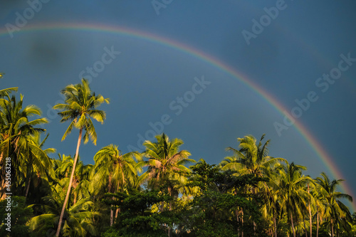 Rainbow Palm Trees Tropical .