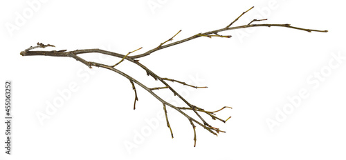 Dry twig isolated © Ortis