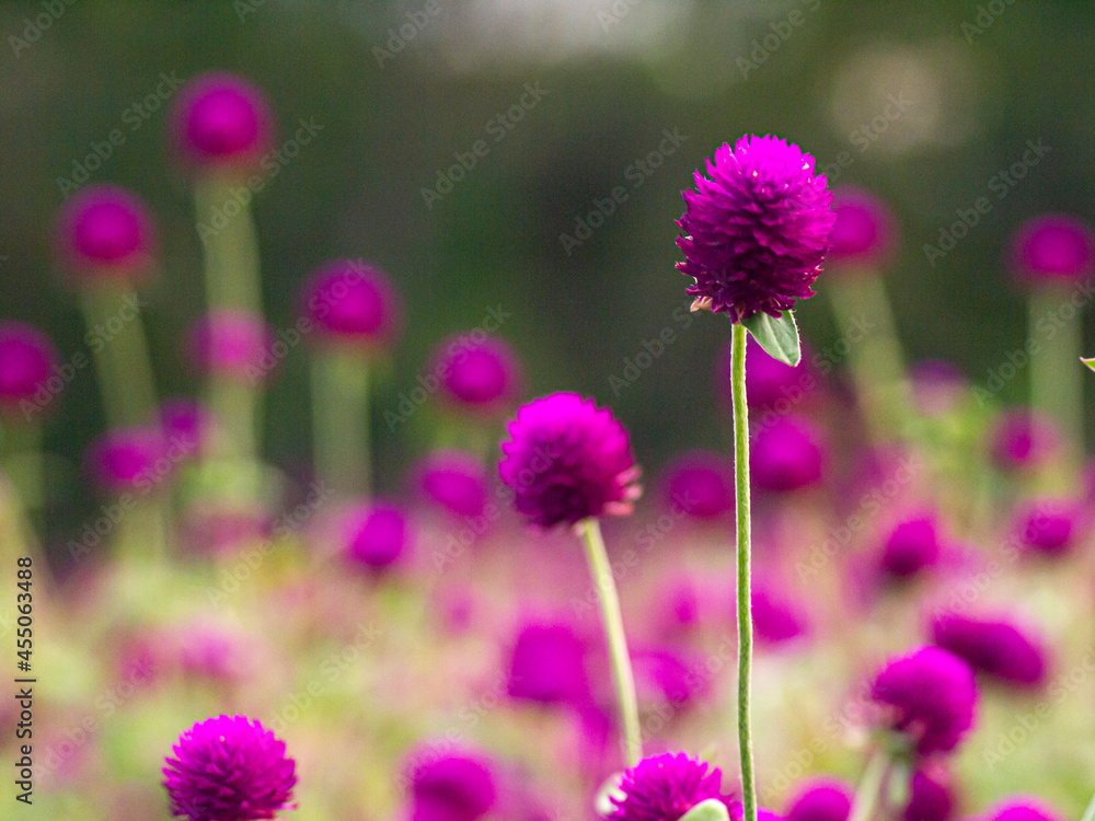 Fototapeta premium vintage background little flowers, nature beautiful, toning design spring nature, sun plants .purple flower