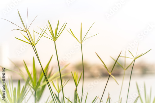 Grass and lake during summert. Beautiful natural landscape concept idea of life background