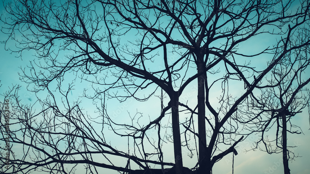 Obraz premium Tree and branches of the tree. Dry tree on a blue autumn sky background .