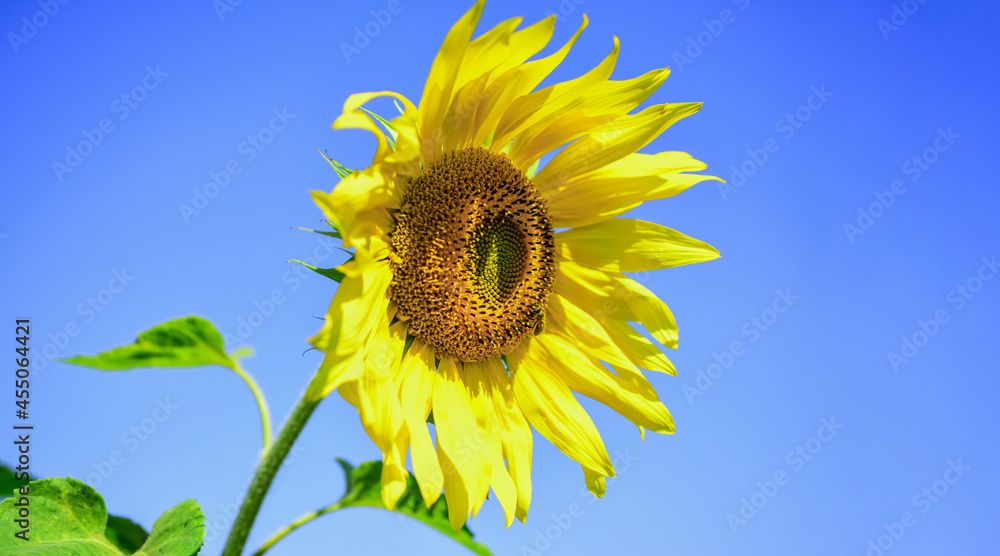 summer nature beauty. summer harvest and agriculture concept. sunflower on blue sky background. closeup of yellow flower. beautiful sunflower. Flowers presentation summer nature beauty. summer harvest and agriculture concept. sunflower on blue sky background. closeup of yellow flower. beautiful sunflower. Flowers presentation