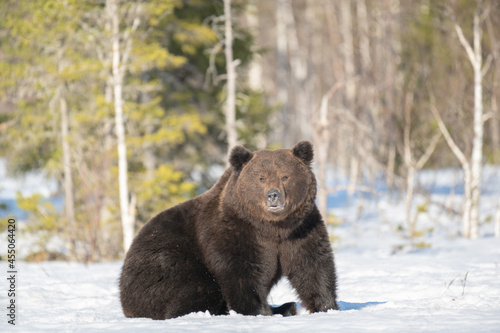 Big male brown bear sitting in the snow in winter forest in Finland near Russian border