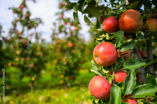 red apples on branch. Autumn harvest, Orchard