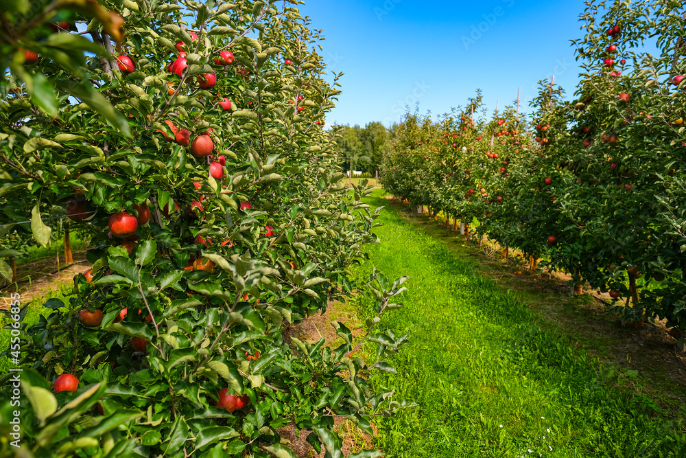 red apples on branch. Autumn harvest, Orchard red apples on branch. Autumn harvest, Orchard