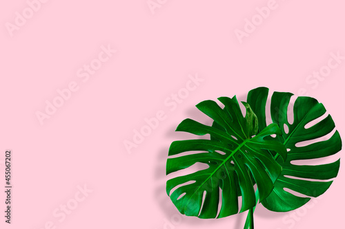 Creative layout of colorful tropical monstera leaf on pastel pink background. minimal summer exotic concept with copy space, flat lay.