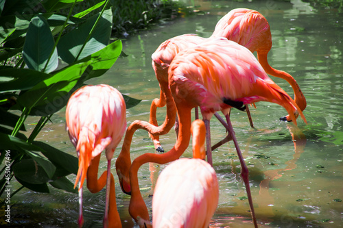 Flock of pink flamingos are bent over for food from the water.