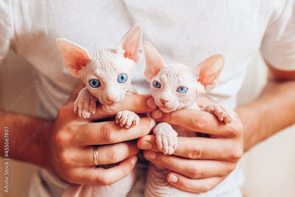 Man holding two Canadian sphynx kittens in hands. Hairless cats have blue eyes