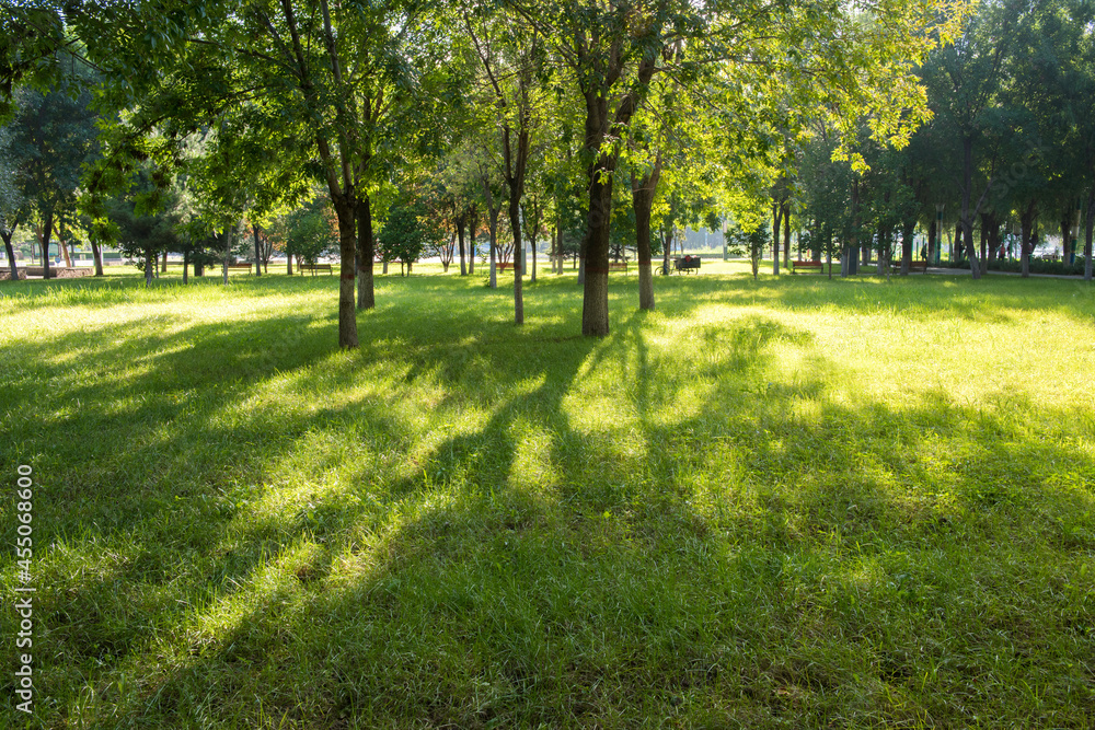 The sun shines on the trees and lawns of the city park