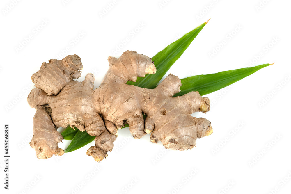 fresh ginger root and leaves isolated on white background fresh ginger root and leaves isolated on white background