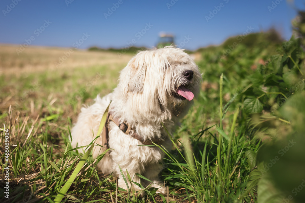 Kartoffelernte in Deutschland, süßer Hund auf dem Feld