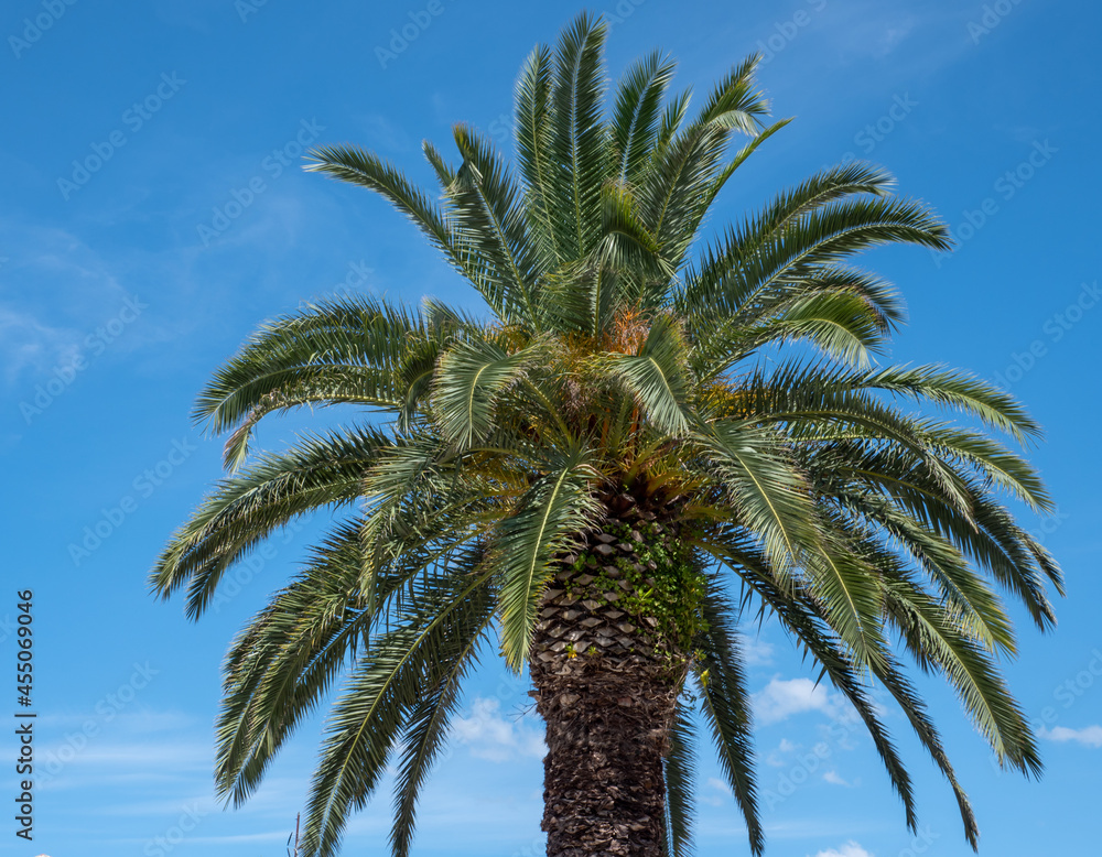 Riesige Palme auf Blauen Hintergrund