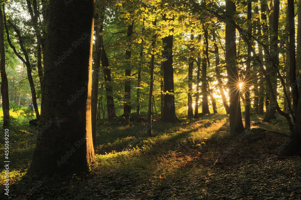 Obraz premium Sonnenuntergang im Wald in Oberfranken im September, früher Herbst