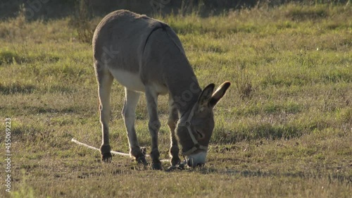 Donkey eating in a field at sunset