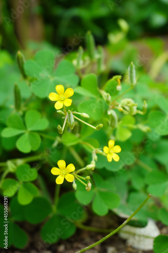 Oxalis stricta, called the common yellow woodsorrel or common yellow oxalis is a wild flower in Malaysia.