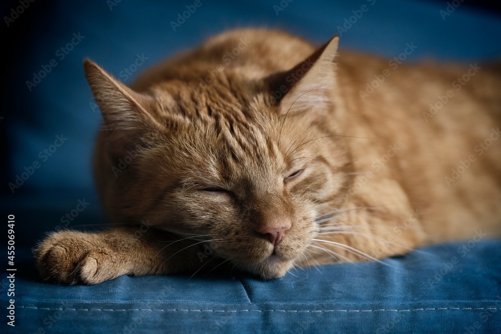 Close-up of ginger cat sleepng on sofa. Horizontal image with selective focus.