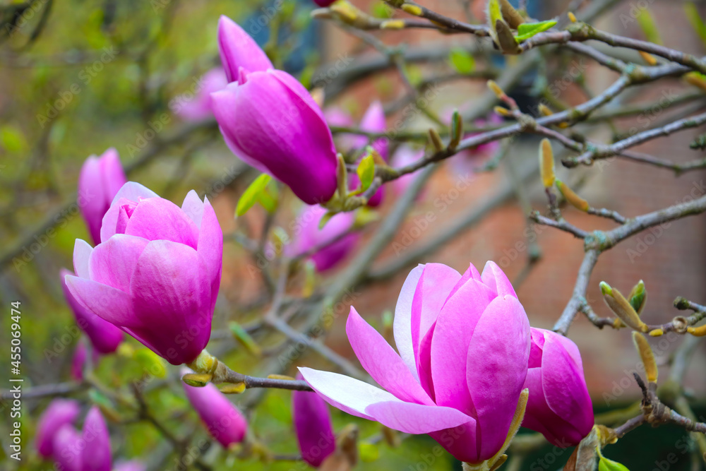 Close-up of the blooming magnolia in the park in the spring. Close-up of the blooming magnolia in the park in the spring.