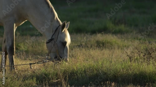White horse tied with a rope eating in the field at sunset