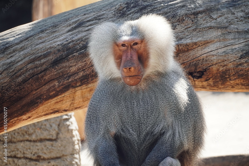 Obraz premium Pavian