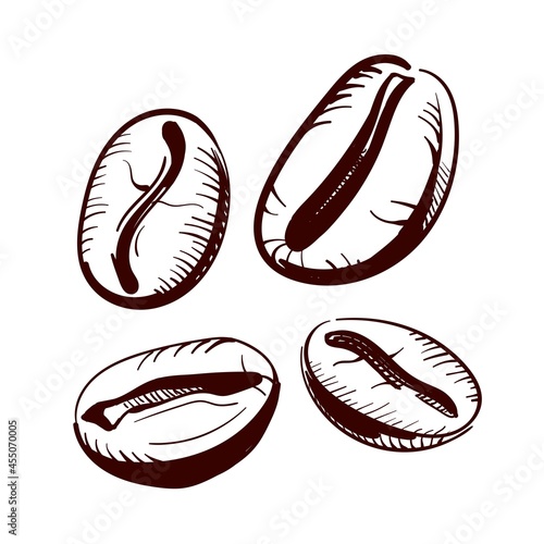 Coffee beans close-up freehand drawing. Vector illustration.