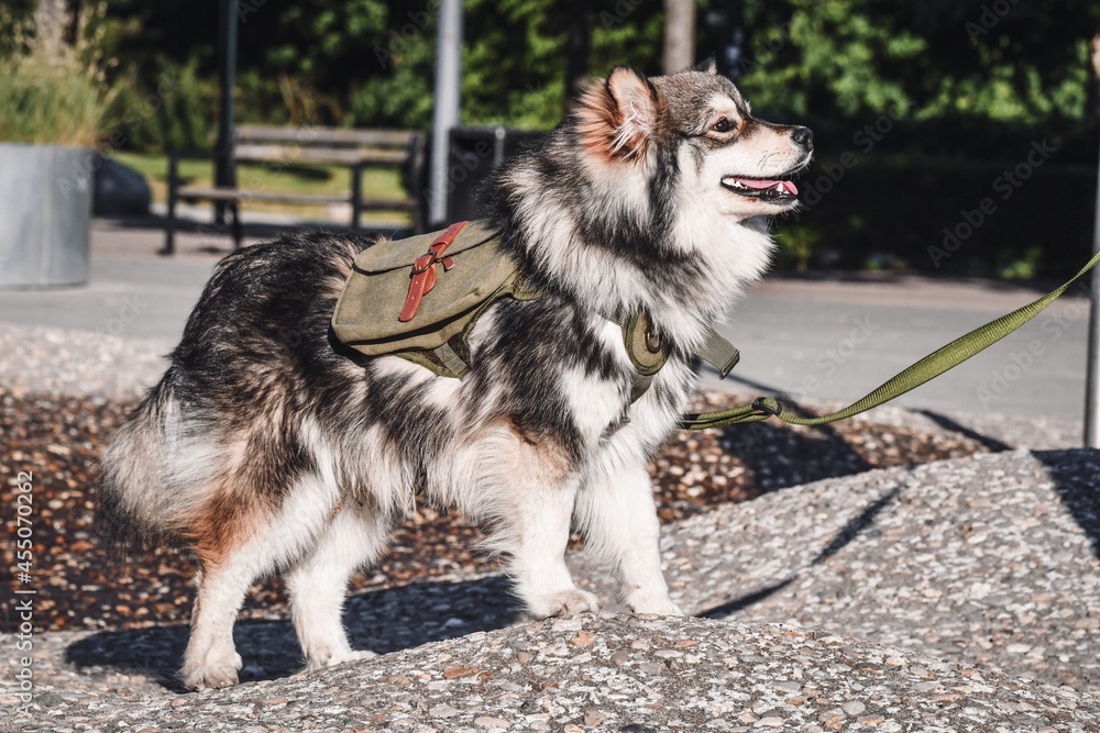 Portrait of a purebred Finnish Lapphund dog Portrait of a purebred Finnish Lapphund dog