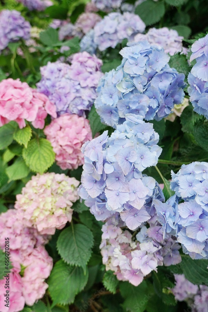 Hortensie 