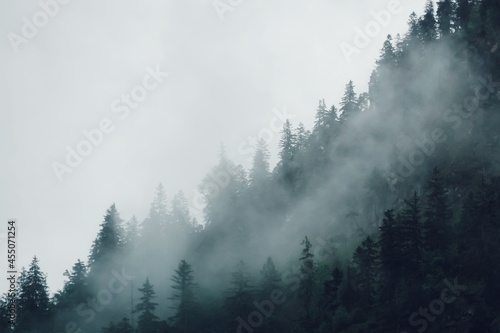 Tannen im Nebel | Wald