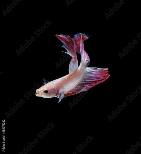 A betta fish is a small, freshwater fish that is brightly colored has long fins and sometimes called a Siamese fighting fish. This is one of kind betta fish called Unicorn Veil Tail Betta Fish.