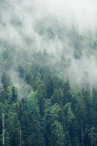 Fototapeta Naklejka Na Ścianę i Meble -  Tannen im  Nebel | Wald