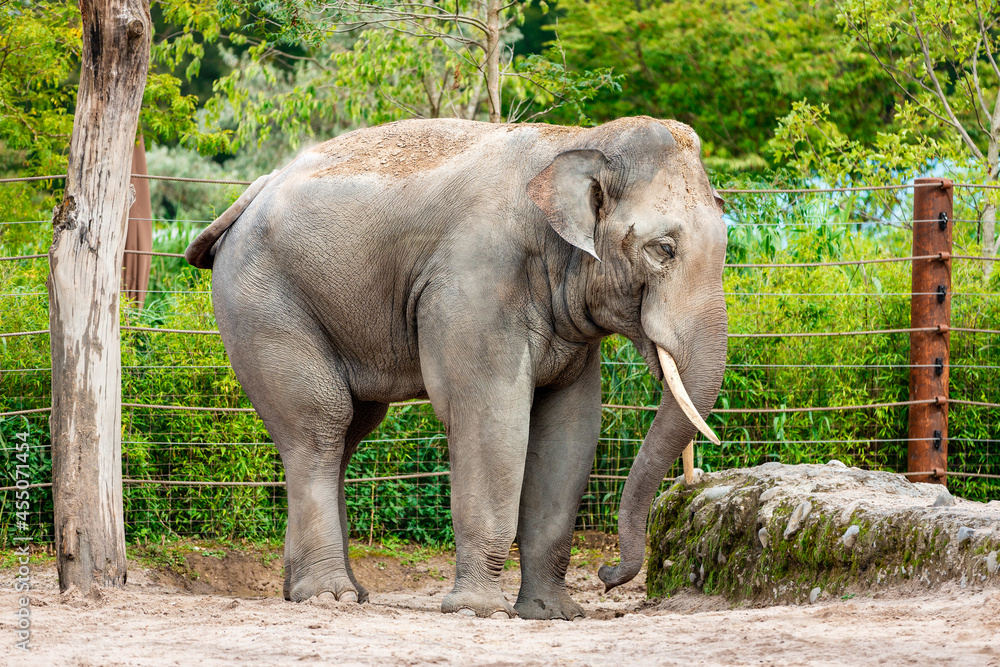 Big elephant in Zurich Zoo