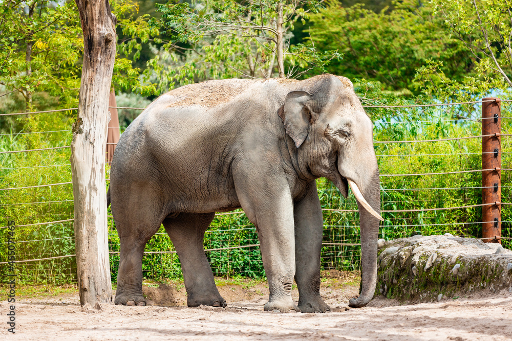 Fototapeta premium Elephant walking and chilling