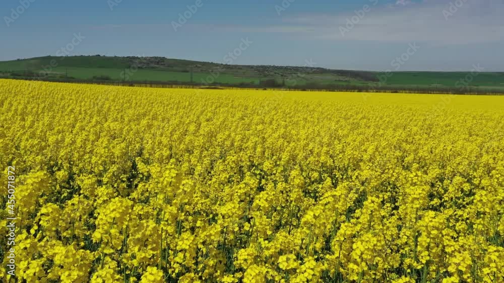 Aerial view on beautiful flowering yellow rape field, 4k Aerial view on beautiful flowering yellow rape field, 4k